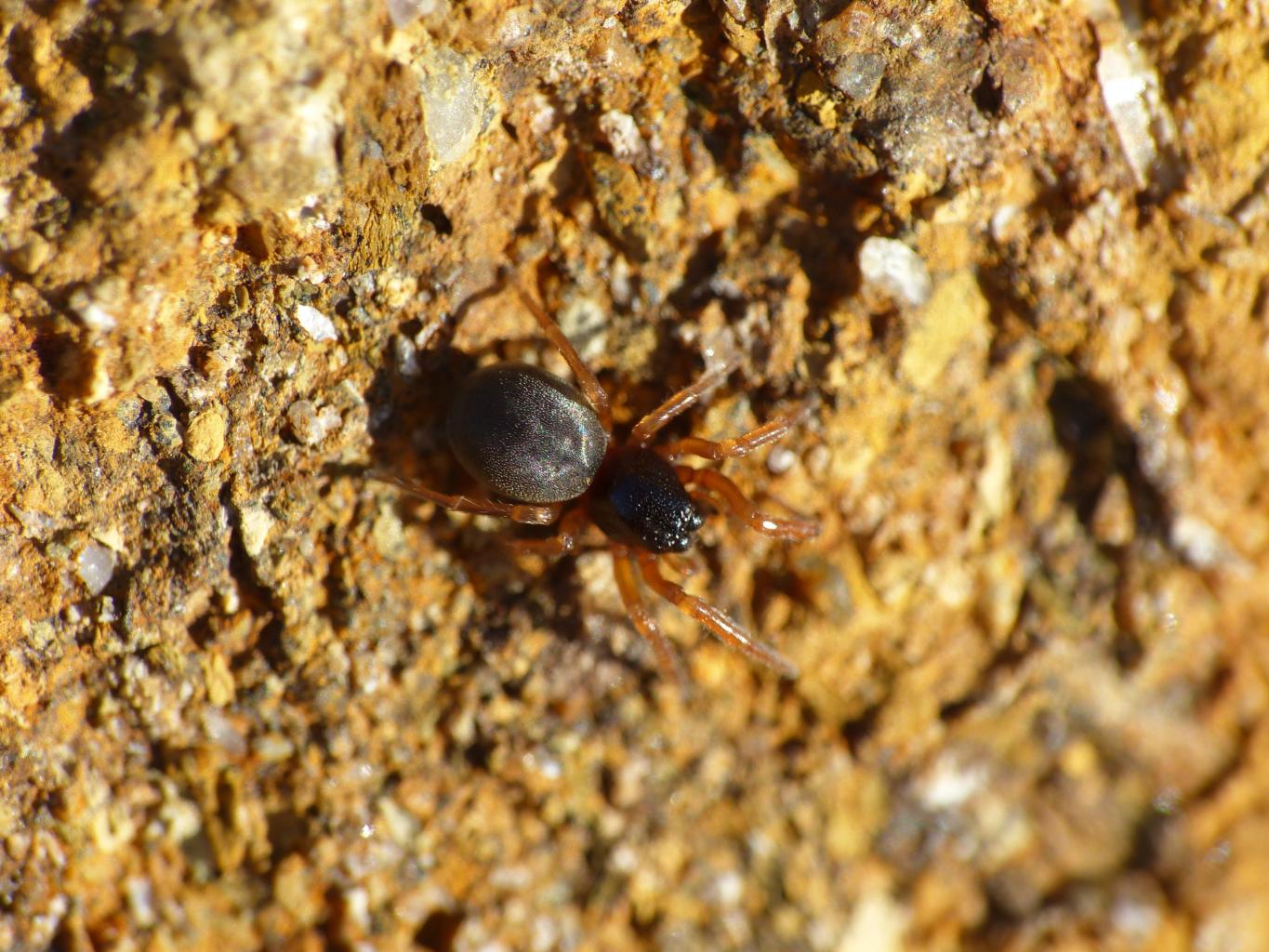 Trachelidae - Santa Severa (RM)